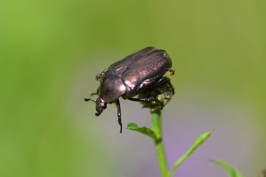 Protaetia cuprea ab. atroviolacea (cfr.)